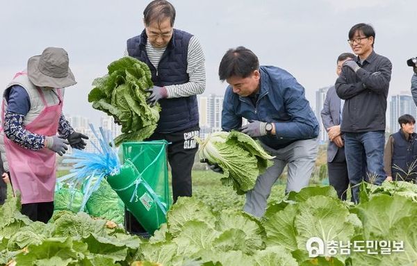 한덕수 국무총리, 아산시 배추 수확 현장 방문