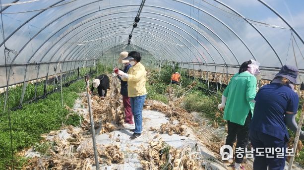 충남보건환경연구원 수해농가 일손돕기