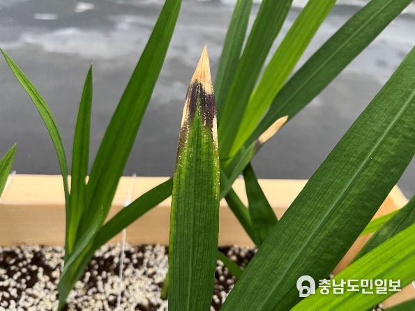 프리지아 바이러스