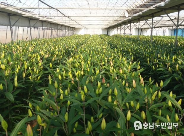 백합재배하우스