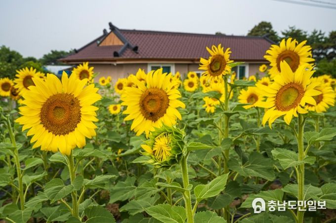 해바라기 축제 풍경