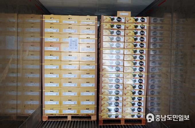 수출용 신화배 선별 작업 및 선적