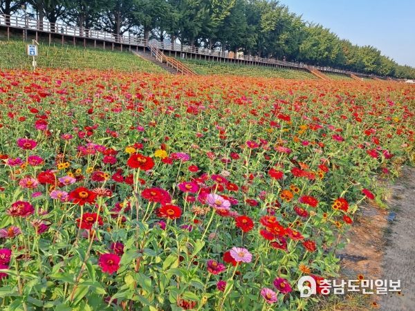백일홍