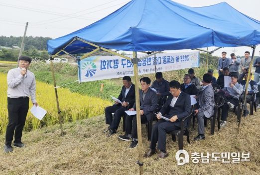 충남도, 벼 신품종 ‘다품’…중간찰 밥맛 호평