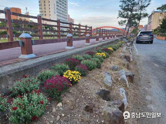 도고천변 산책로에 국화를 심은 사진
