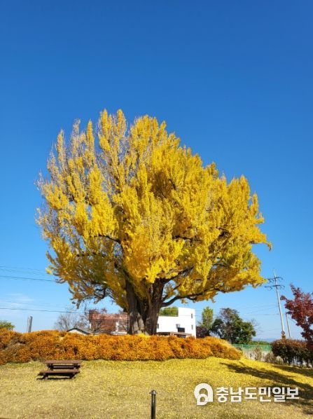 논산시가 자랑하는 또 하나의 명소 “성동으로 놀러오세요”