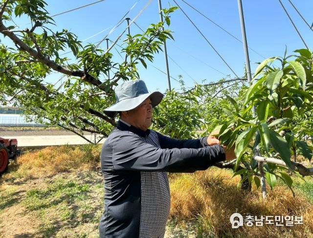 충주시 농업기술센터, 복숭아 철저한 과실 솎기 실천 당부