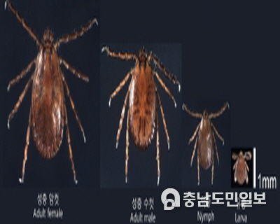 참진드기
