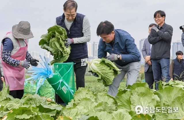 한덕수 국무총리, 아산시 배추 수확 현장 방문