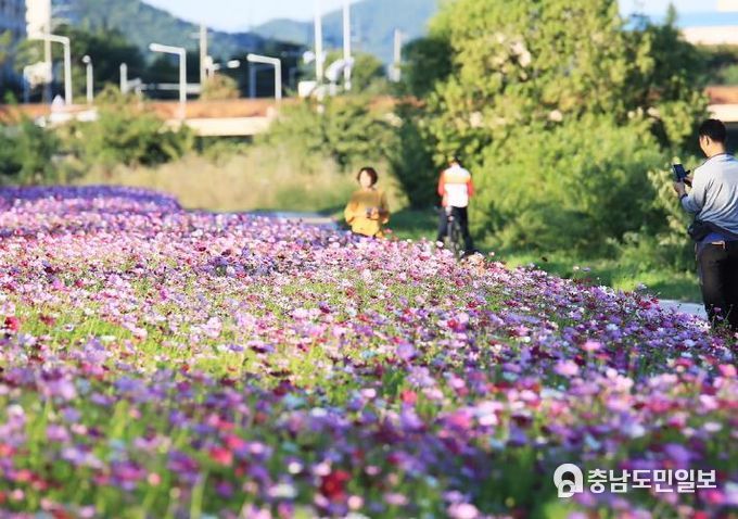 대천천 산책로